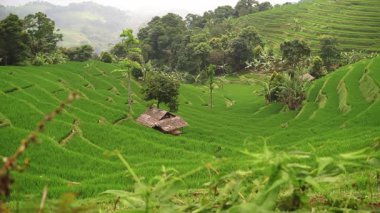 Tarlaların arasına yerleştirilmiş küçük bir ahşap kulübesi olan yemyeşil pirinç teraslarının bulunduğu huzurlu bir manzara. Arka planda hareketli tepeler ve sık ağaçlar sergileniyor, sakin bir kırsal manzara yaratıyor..