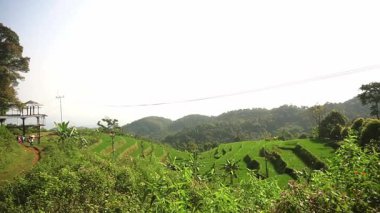 Yamaçtaki yemyeşil pirinç teraslarının panoramik manzarası, berrak bir gökyüzü ve uzak dağlarla. Ön planda canlı bir yeşillik ve bir izleme platformuna giden bir patika var..