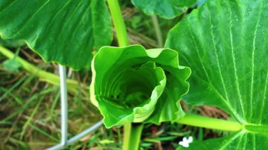 İçeriye doğru kıvrılan yeşil bir yaprağın yakın plan görüntüsü canlı yeşil rengini ve karmaşık dokusunu gözler önüne seriyor. Arka planda doğal bir ortam oluşturan diğer yeşil yapraklar yer almaktadır..