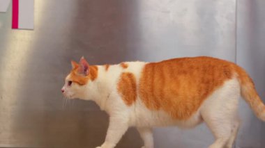 Pembe harflerin yer aldığı metalik bir zemin ile pürüzsüz bir yüzeyde zarif bir şekilde yürüyen yerli turuncu ve beyaz bir kedi. Kedinin tuhaf bir ifadesi ve tombul bir vücudu var..