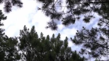 Yoğun bir çam ağaçlarının arasından gökyüzü manzarası, yeşil iğneler ve yukarıdaki mavi gökyüzünde bir bulut karışımı.