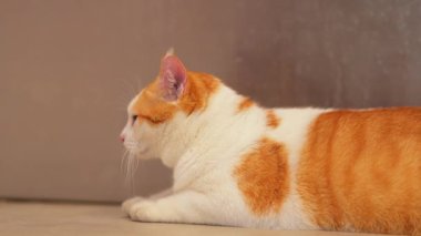 Sakin bir portakal ve beyaz kedi yakın çekim, başını hafifçe yana döndü. Arka plan nötr ve bulanık, kedinin özelliklerini vurguluyor..