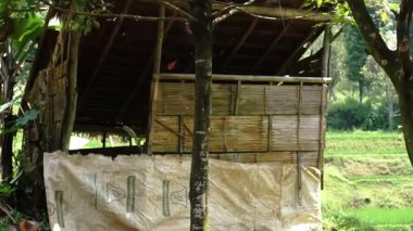 Kırsal bambu yapısı kısmen ağaçlarla gizlenmiş, sazdan çatılı ve ön tarafı muşamba kaplı. Arka planda yemyeşil pirinç tarlaları var..