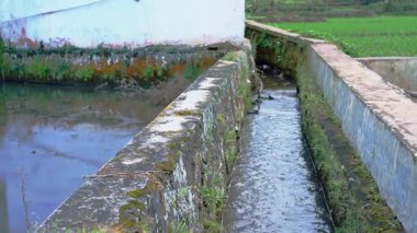 Dar bir su kanalı, yemyeşil tarlalarla çevrili yıpranmış taştan bir duvarın yanında akıyor. Su yavaşça akıyor ve duvarda yosun ve yosun oluşumu izleri var..