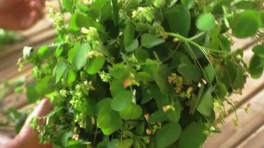 Bir demet yeşil yaprak ve küçük çiçeğin yakın plan görüntüsü, canlı yaprakları ve narin çiçekleri sergiliyor, doğa temalı içerik için ideal..