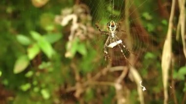 Yeşil yapraklarla çevrili, ağındaki bir örümceğin yakın çekimi. Örümceğin kendine özgü bir deseni vardır ve karmaşık bir şekilde örülmüş olan ağın merkezine yerleştirilmiştir..