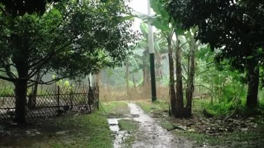 Her iki tarafında uzun ağaçlar ve muz bitkileri olan yemyeşil bir ormandan geçen sakin bir patika. Zemin ıslak, yakın zamanda yağdığını gösteriyor ve arka planda tahta bir çit görünüyor..