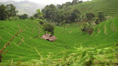 Tarlaların arasına yerleştirilmiş küçük ahşap kulübesi olan yemyeşil pirinç terasları. Manzara, hareketli tepeler ve tropikal bitki örtüsü içeriyor ve sakin bir kırsal alan oluşturuyor..