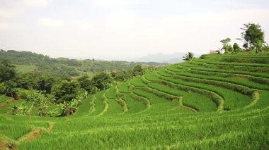 Temiz bir gökyüzünün altında yemyeşil bitki örtüsü olan teraslı pirinç tarlalarının manzarası. Manzara, kayan tepeleri ve uzak dağları barındırıyor, sakin bir kırsal atmosfer yaratıyor..