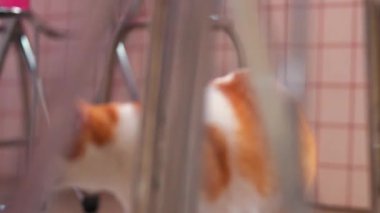 Arka planda bir kedinin olduğu bulanık bir görüntü, ön planda metal parmaklıklar, hapsetme veya gözlem hissi yaratıyor.