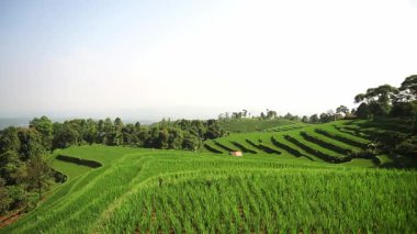 Yamaçtaki yemyeşil pirinç teraslarının panoramik görüntüsü, ağaçlar ve açık mavi gökyüzü ile çevrili. Teraslar düzgünce düzenlenmiş, tarım manzaralarının güzelliğini gözler önüne seriyor..