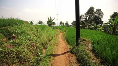Berrak bir gökyüzünün altındaki yemyeşil pirinç tarlalarında kıvrılan manzaralı kırsal bir patika. Yol canlı bitki örtüsüyle çevrili ve yakınlarda bir elektrik direği var..