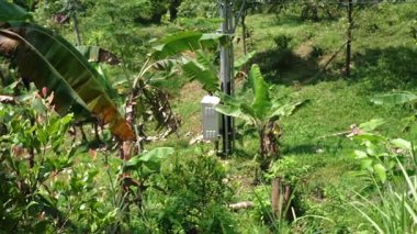 Muz bitkilerinin ve elektrik direğinin bulunduğu yemyeşil bir manzara. Sahne, tropikal bitki örtüsüyle canlı, yaprakların bir karışımı ve küçük bir araç yapısı sergileniyor..