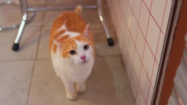 Fayanslı zeminde yürüyen turuncu ve beyaz şirin bir kedi. Arka planı bulanık. Üzerinde metal bir sandalye ve fayanslı bir duvar var..