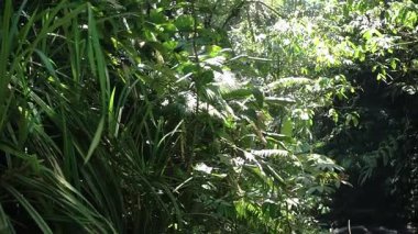 Yaprakların arasından süzülen yoğun yapraklar ve güneş ışığıyla yemyeşil bir orman sahnesi canlı ve sakin bir atmosfer yaratıyor..