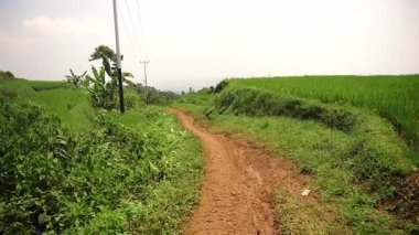 Arka planda elektrik hatları olan yemyeşil alanlar boyunca uzanan kırsal bir toprak yol. Sahne, doğa ve tarım hayatının sükunetini yakalıyor..