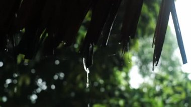 Arka planda bulanık yeşil yaprak ile sazdan damlayan yağmur suyu yakın çekim. Sahne sakin, yağmurlu bir atmosferi yakalar..