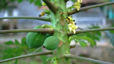 Yeşil papayalı ve sarı çiçekli bir papaya ağacının gövdesine yakın plan, bitkinin yapısı ve büyümesini gösteriyor.