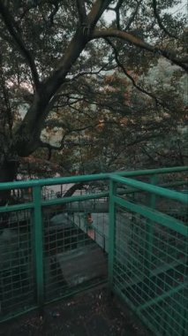 Balkondan ya da yüksek bir platformdan görülen yemyeşil yapraklı bir ağaç manzarası. Sahne, doğanın sükunetini yumuşak ışık ve yapraklardaki sonbahar renkleriyle yakalıyor..