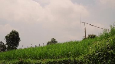 Bulutlu bir gökyüzünün altında yemyeşil bir pirinç tarlası. Arkasında tahta bir kazık var. Manzara, uzun otlar ve ağaçlardan oluşuyor ve sakin bir kırsal atmosfer yaratıyor..