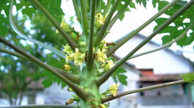 Sarı çiçekli ve yeşil saplı bir papaya ağacının yakın plan görüntüsü, eşsiz yapısını ve yapraklarını bir evin bulanık arka planına ve yeşilliğe karşı sergiliyor..