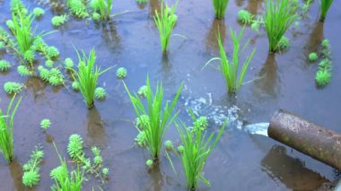 Su basmış bir alanda büyüyen pirinç bitkilerinin yakından görüntüsü, bir borudan tarlaya pompalanan su. Canlı yeşil pirinç çamurlu suyla zıtlık yaratır..