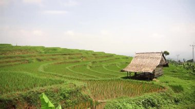 Parlak bir gökyüzünün altında yemyeşil pirinç teraslarının olduğu sakin bir manzara. Geleneksel bir ahşap kulübe pirinç tarlaları arasında yer alıyor, kırsal tarım yaşamını gözler önüne seriyor..