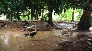 Ağaçların altındaki çamurlu bir alanda tavuklar ve bir horozun olduğu kırsal bir manzara. Çevre yeşilliklerle dolu, doğal bir yaşam alanı sergiliyor. Yer ıslak, bu da yağmurun yeni yağdığını gösteriyor..