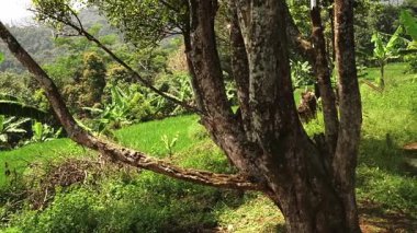 Yeşil yemyeşil tarlalar ve tropikal bitkilerle çevrili yosun kaplı bir ağacın manzarası. Arkaplanda yuvarlanan tepeler ve berrak mavi bir gökyüzü var..