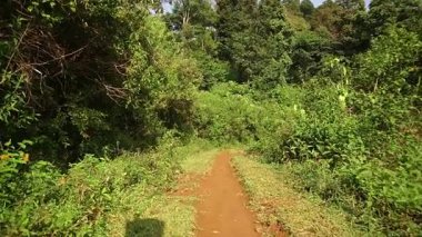 Tropikal bir ormandaki yemyeşil bitki örtüsünün içinden geçen dolambaçlı bir toprak yol. Sahne, açık mavi bir gökyüzü altında çeşitli yeşil tonlarda, yoğun yapraklar ve ağaçlarla dolu..