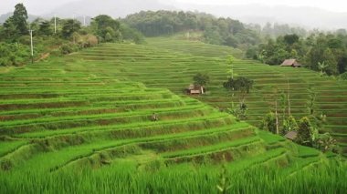 Dağlık bir bölgede yemyeşil pirinç tarlaları ve yol boyunca motosiklet süren bir insan. Manzara yeşilin çeşitli tonlarına, ağaçlara ve sisli bir arka plana sahiptir..