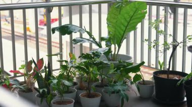 Balkon korkuluklarına yerleştirilmiş çeşitli ev bitkilerinin bir koleksiyonu. Bitkiler beyaz tencerelerde ve yapraklı çeşitleri içeriyorlar, canlı yeşil yapraklar sergiliyorlar. Arkaplan bir şehir manzarasının bulanık bir görünümünü içerir.