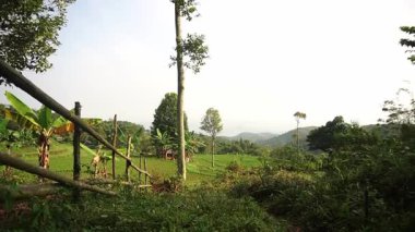 Berrak bir gökyüzünün altında yemyeşil pirinç tarlaları, yüksek ağaçlar ve uzak dağlardan oluşan sakin bir manzara. Sahne huzurlu, doğanın güzelliğini gösteren muz bitkileri ve ahşap çitlerle dolu..