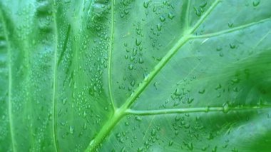 Su damlacıklarıyla kaplı büyük yeşil bir yaprağın yakın çekimi, dokusunu ve damarlarını sergiliyor..
