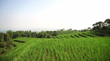 Berrak mavi gökyüzünün altında yemyeşil, teraslı pirinç tarlalarının manzarası. Manzarada kayan tepeler ve çeşitli ağaçlar var. Huzurlu bir tarım ortamı yaratıyorlar..