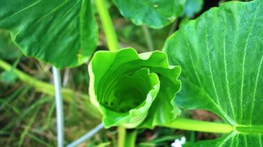 Sıkıca kıvrılmış yaprakları sarmal bir şekil alan yeşil bir lahana bitkisinin yakın plan görüntüsü. Canlı yeşil yapraklar nemle parlıyor, bitkinin tazeliğini sergiliyor..