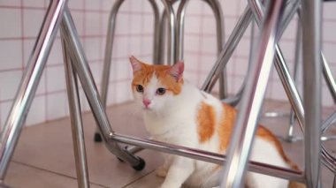 Yerde oturan turuncu ve beyaz sevimli bir kedi. Kapalı bir ortamda metal sandalye bacaklarıyla kısmen gizlenmiş..