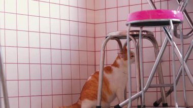 Meraklı bir turuncu ve beyaz kedi, metal bir dışkının altından pembe ve beyaz duvarlı fayanslı bir odaya bakıyor. Kedinin kürkü çevreyle çelişiyor ve rahat bir atmosfer yaratıyor..