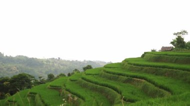 Yamaçtaki yemyeşil teraslı pirinç tarlaları, engebeli tepeler ve küçük ahşap bir kulübe. Gökyüzü bulutlu, sakin bir atmosfer yaratıyor..