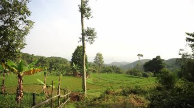 Berrak bir gökyüzünün altında ağaçlar ve dağlarla çevrili yemyeşil pirinç tarlalarının manzarası. Manzara kırsal tarım ve doğanın güzelliğini sergiliyor..