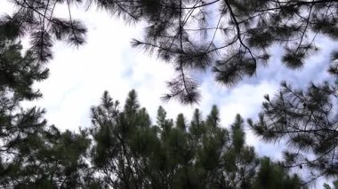 Arka planda bulutlu bir gökyüzü olan yoğun çam ağaçlarının arasından yukarıya bakan bir manzara. Dallar ve iğneler resmi çerçeveleyerek doğal bir şablon oluşturuyor..