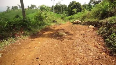 Yeşillik ve ağaçlarla çevrili kırsal bir toprak yol. Yolda dinlenen bir köpek var..