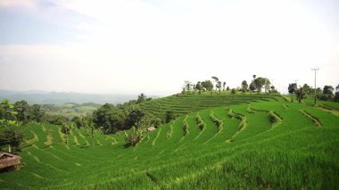 Berrak bir gökyüzünün altındaki yamaçta yemyeşil pirinç terasları tarım manzaralarının güzelliğini gözler önüne seriyor. Sahnede sıra sıra pirinç bitkileri, ağaçlar ve uzak dağlar yer alıyor..