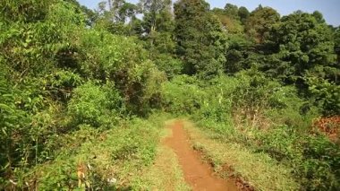 Tropik bir ormanda yemyeşil ve sık yapraklar arasında kıvrılan manzaralı bir toprak yol. Güneş ışığı ağaçların arasından süzülerek sakin bir atmosfer yaratır..