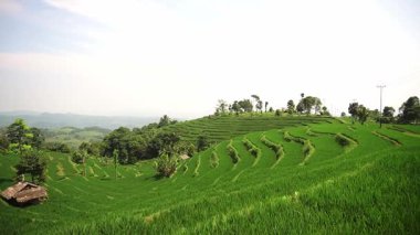Yamaçtaki yemyeşil teraslı pirinç tarlalarının manzarası. Ağaçlar ve arka planda açık bir gökyüzü. Manzara, kırsal alanda tarım uygulamalarının güzelliğini gözler önüne seriyor..