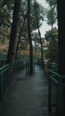 Yeşilliklerle çevrili, patikada büyüyen bir ağacın olduğu ahşap bir patika. Sahne sakin ve davetkar. Yaprakların arasından süzülen doğal ışık karışımı..