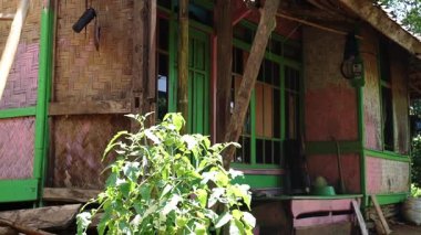 Bambu ve ahşaptan yapılmış renkli yeşil ve pembe aksanlı bir köy evi. Yapının geniş pencereleri var ve yemyeşil ile çevrili, sakin bir kırsal atmosfer yaratıyor..