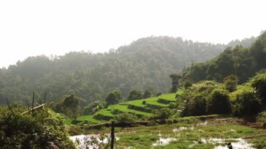 Parlak bir gökyüzünün altında yemyeşil tepelerle çevrili teraslı pirinç tarlalarının bulunduğu sakin bir manzara. Sahne, canlı yeşillik ve sakin su yansımaları ile doğanın güzelliğini yakalar..