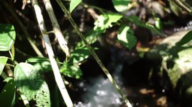 Yaprakların arasından süzülen güneş ışığıyla yemyeşil bir dere. Kayaların üzerinde çağlarken su parlıyor ve huzurlu bir doğal manzara yaratıyor..