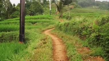 Çevresi canlı bitki örtüsü ve elektrik direkleriyle çevrili yemyeşil pirinç teraslarından geçen dolambaçlı bir toprak yol. Sahne, kırsal tarım ve doğanın güzelliğini yakalıyor..